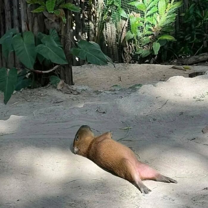 75 Of The Most Adorable Capybara Photos Shared By This Page