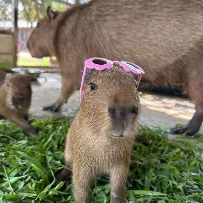 75 Of The Most Adorable Capybara Photos Shared By This Page