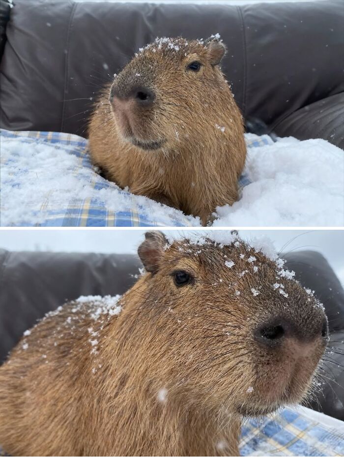 75 Of The Most Adorable Capybara Photos Shared By This Page