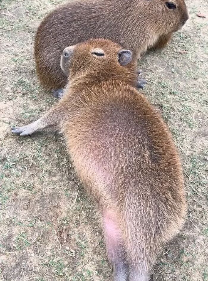 75 Of The Most Adorable Capybara Photos Shared By This Page
