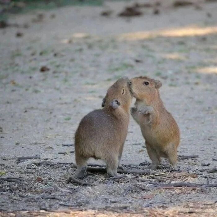 75 Of The Most Adorable Capybara Photos Shared By This Page