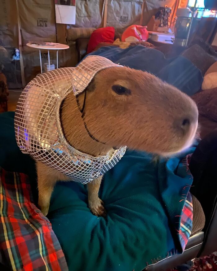 75 Of The Most Adorable Capybara Photos Shared By This Page