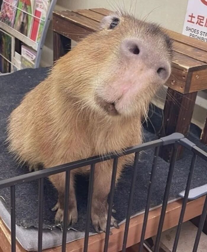 75 Of The Most Adorable Capybara Photos Shared By This Page