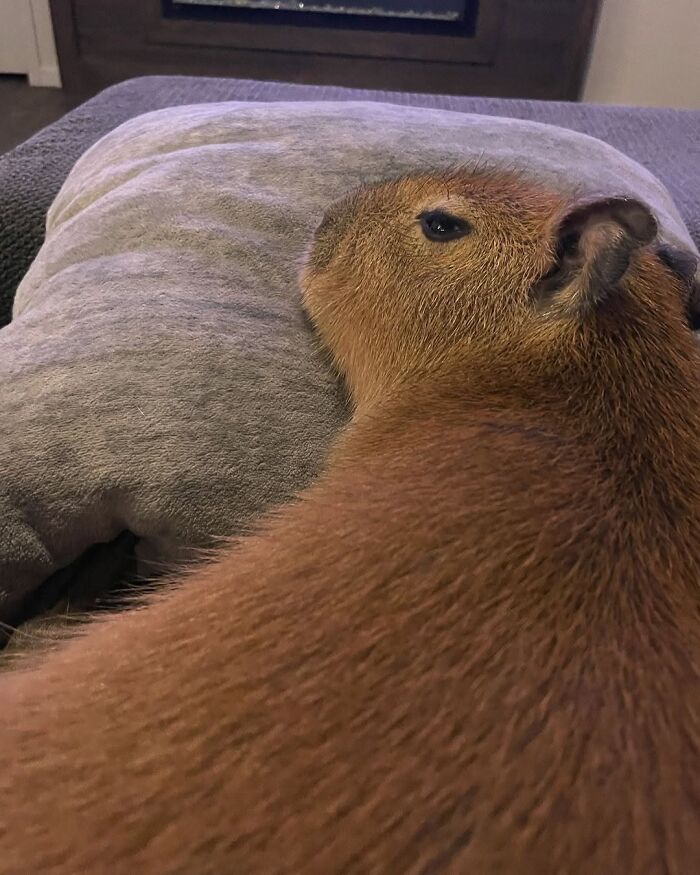 75 Of The Most Adorable Capybara Photos Shared By This Page