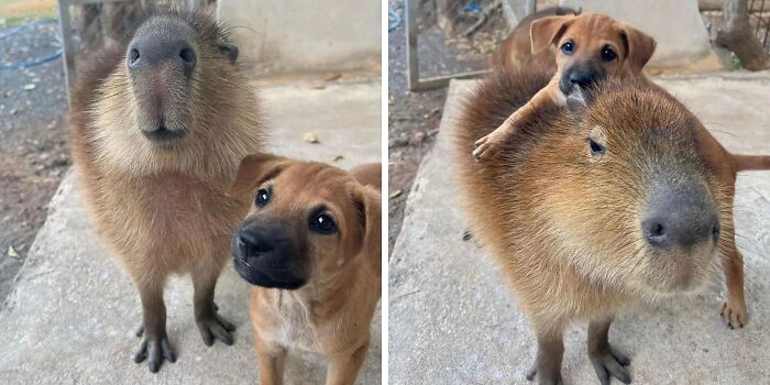 75 Of The Most Adorable Capybara Photos Shared By This Page