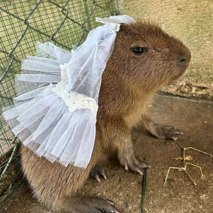 75 Of The Most Adorable Capybara Photos Shared By This Page
