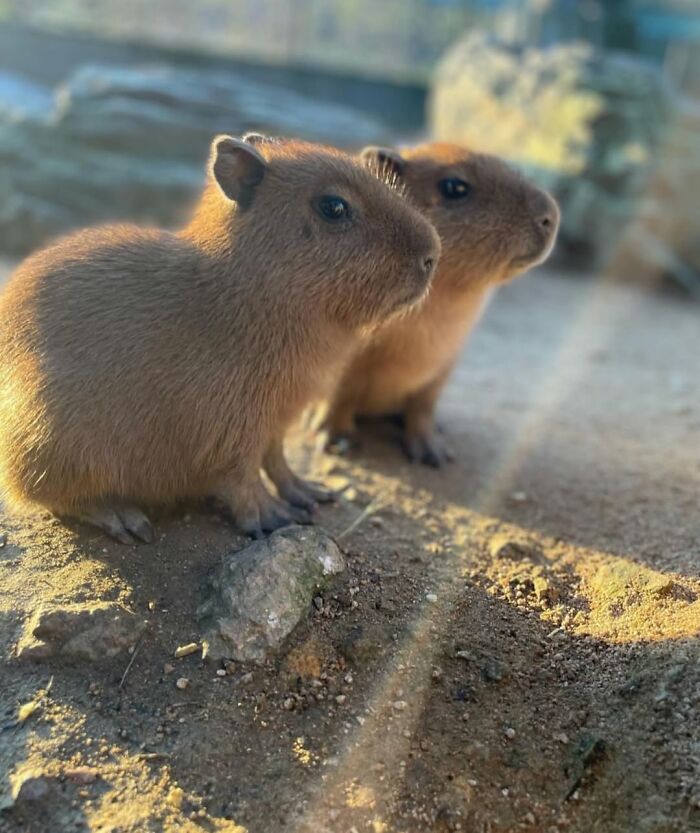 75 Of The Most Adorable Capybara Photos Shared By This Page