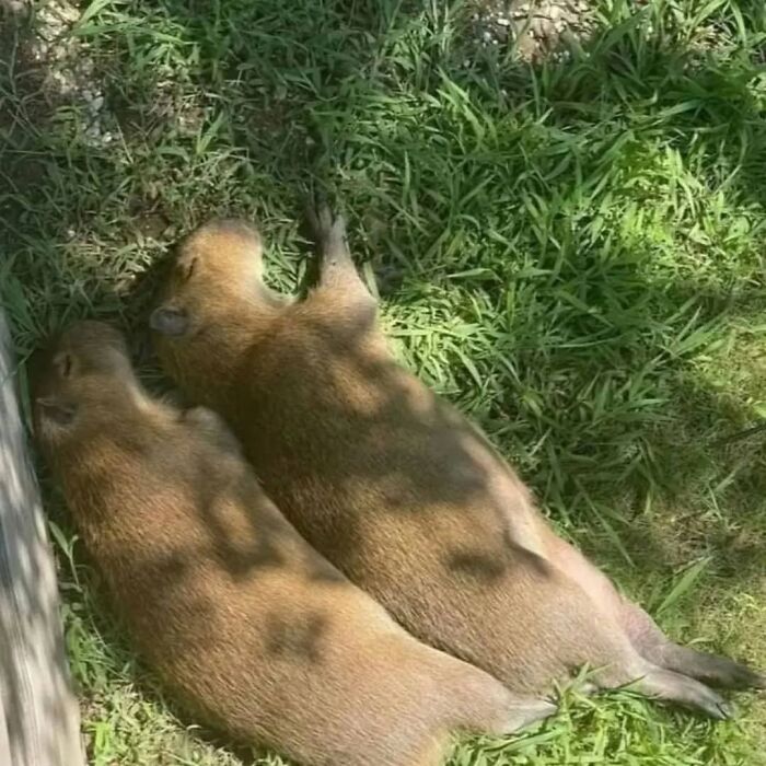 75 Of The Most Adorable Capybara Photos Shared By This Page