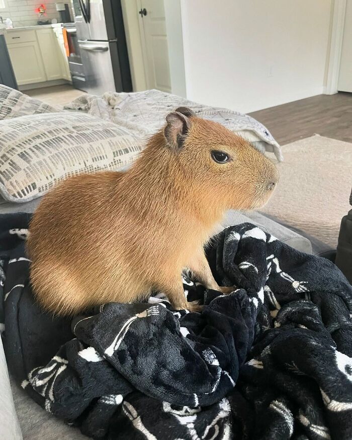 75 Of The Most Adorable Capybara Photos Shared By This Page