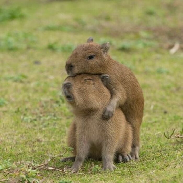 75 Of The Most Adorable Capybara Photos Shared By This Page