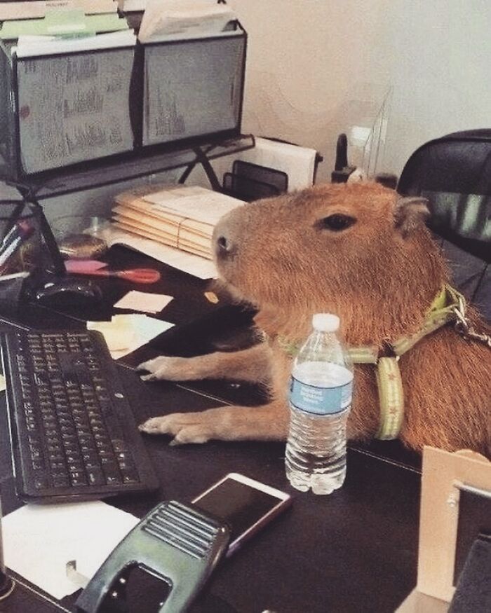 75 Of The Most Adorable Capybara Photos Shared By This Page