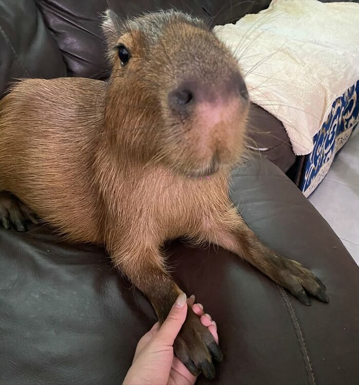 75 Of The Most Adorable Capybara Photos Shared By This Page