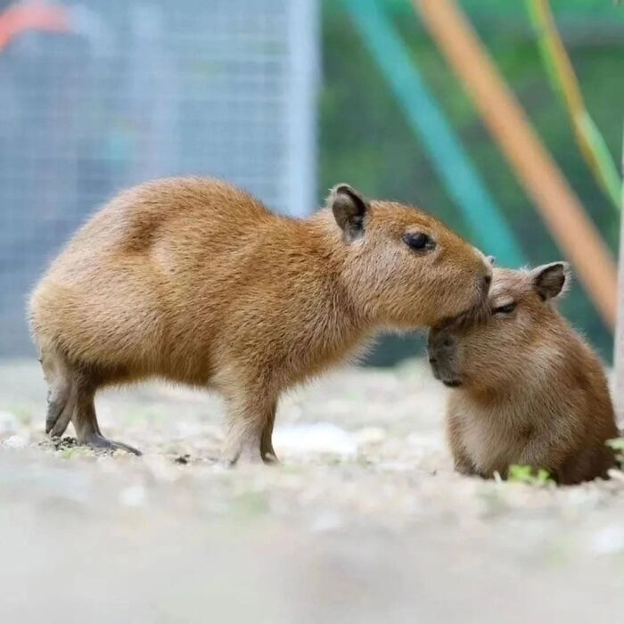 75 Of The Most Adorable Capybara Photos Shared By This Page