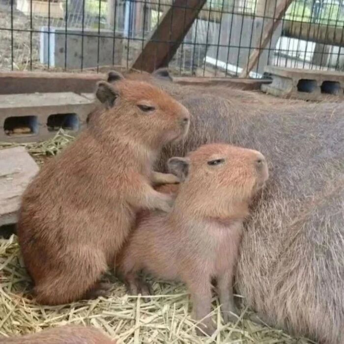 75 Of The Most Adorable Capybara Photos Shared By This Page