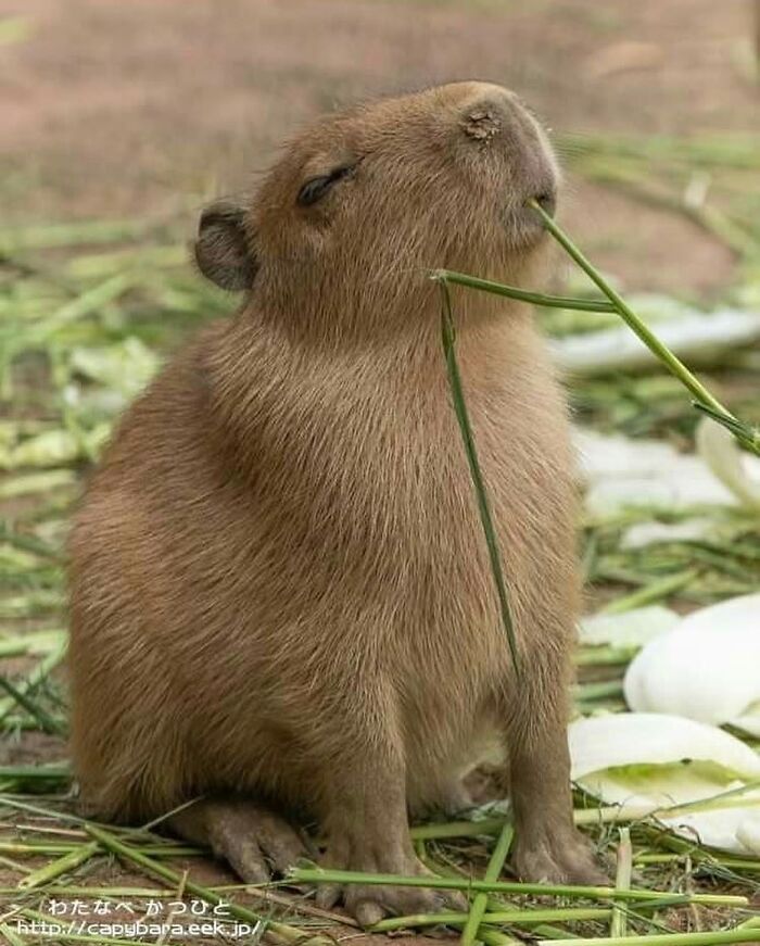 75 Of The Most Adorable Capybara Photos Shared By This Page
