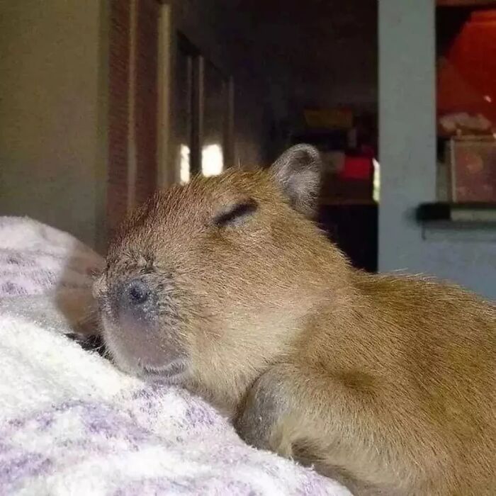 75 Of The Most Adorable Capybara Photos Shared By This Page