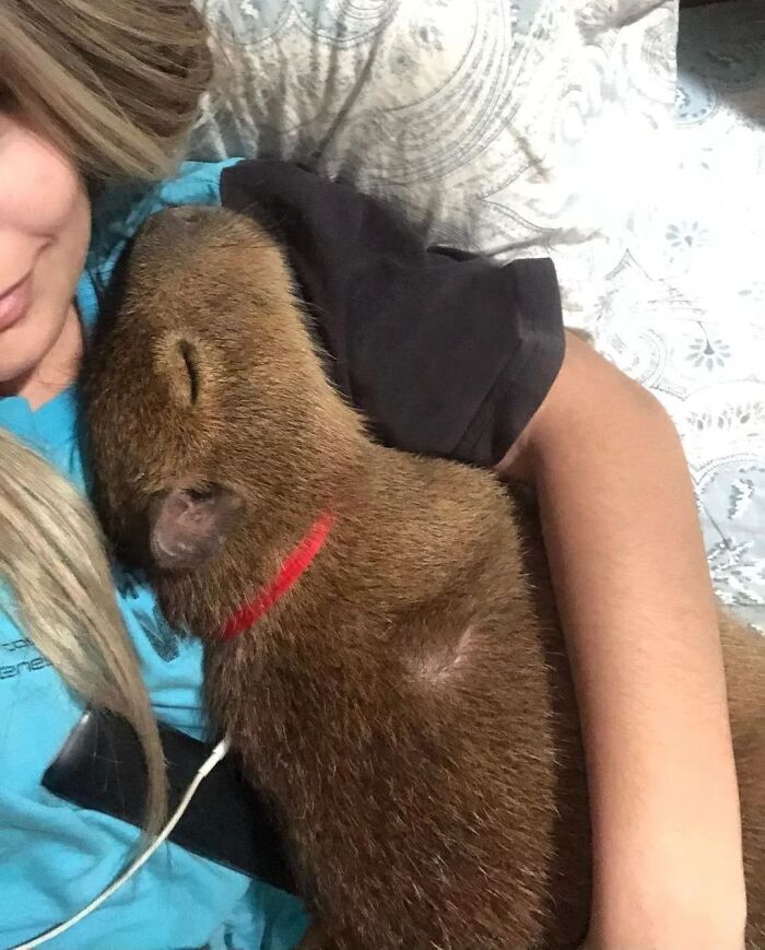 75 Of The Most Adorable Capybara Photos Shared By This Page