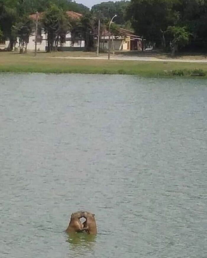 75 Of The Most Adorable Capybara Photos Shared By This Page