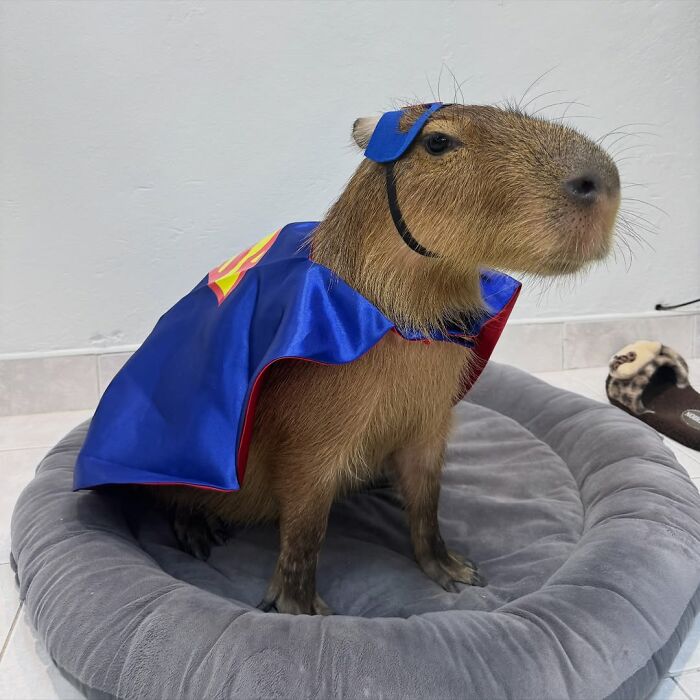 75 Of The Most Adorable Capybara Photos Shared By This Page