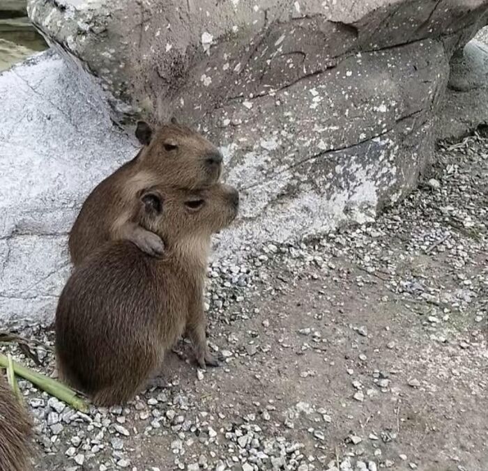 75 Of The Most Adorable Capybara Photos Shared By This Page