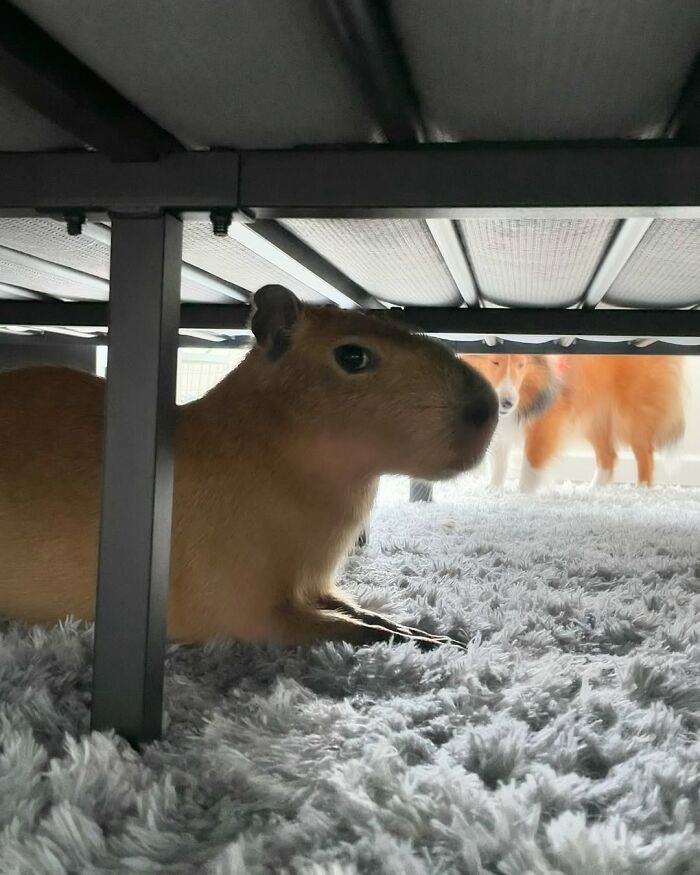 75 Of The Most Adorable Capybara Photos Shared By This Page