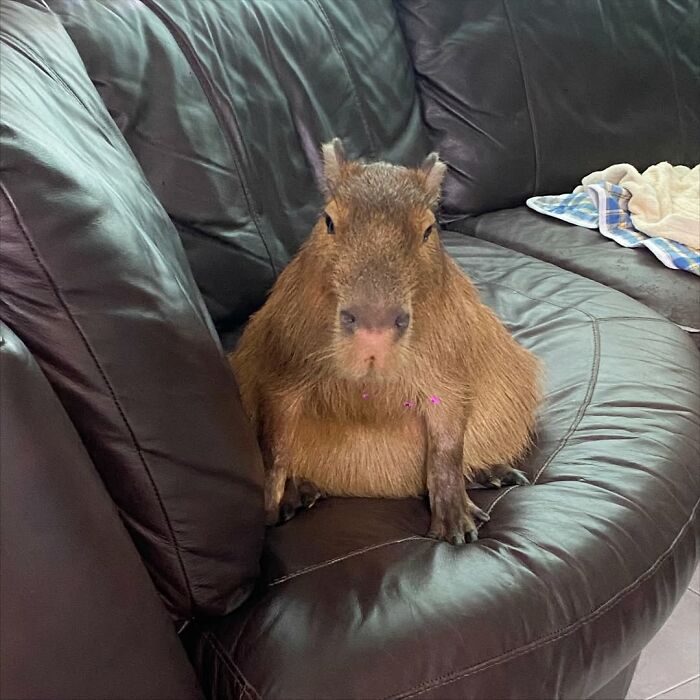 75 Of The Most Adorable Capybara Photos Shared By This Page