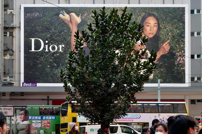 Lucky Coincidences: 30 Perfectly Timed Pictures Taken By Edas Wong (New Pics)