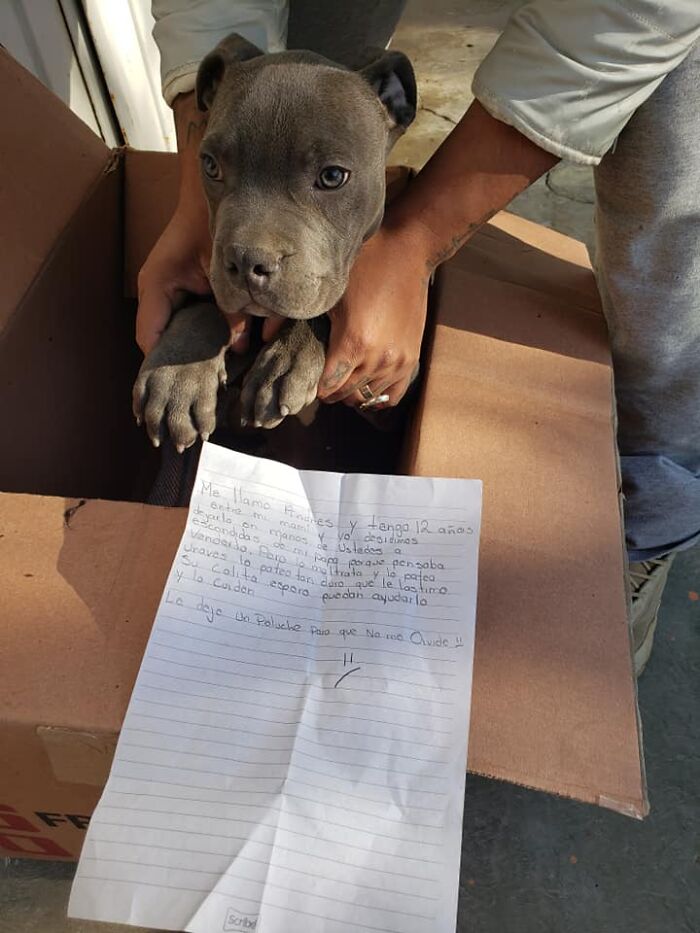 This Puppy Was Saved By A Boy&rsquo;s Letter, And Now He&rsquo;s All Grown Up And Thriving