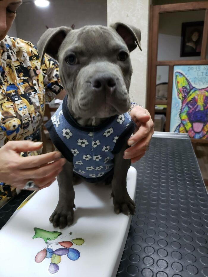 This Puppy Was Saved By A Boy&rsquo;s Letter, And Now He&rsquo;s All Grown Up And Thriving