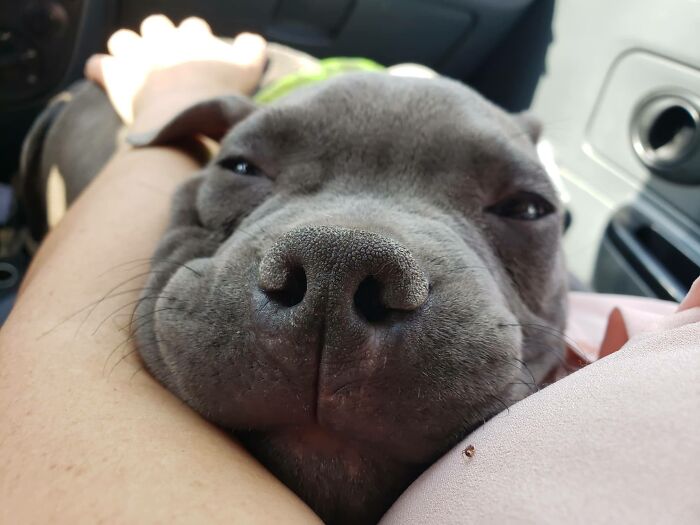 This Puppy Was Saved By A Boy&rsquo;s Letter, And Now He&rsquo;s All Grown Up And Thriving