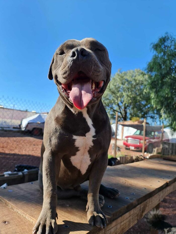 This Puppy Was Saved By A Boy&rsquo;s Letter, And Now He&rsquo;s All Grown Up And Thriving