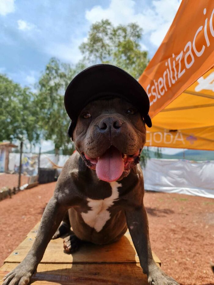 This Puppy Was Saved By A Boy&rsquo;s Letter, And Now He&rsquo;s All Grown Up And Thriving