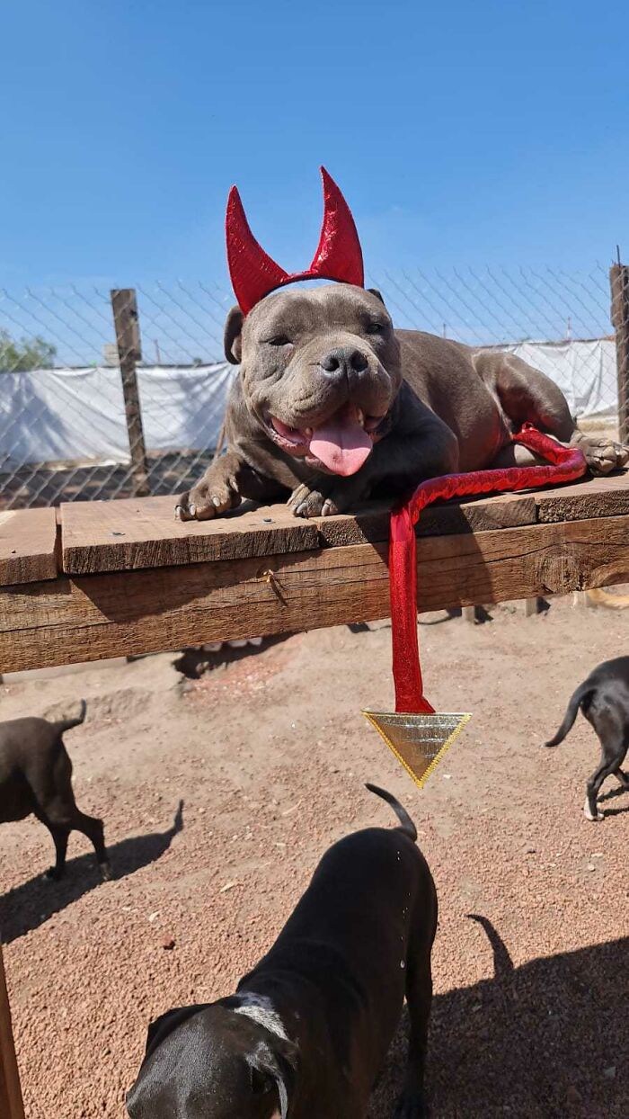 This Puppy Was Saved By A Boy&rsquo;s Letter, And Now He&rsquo;s All Grown Up And Thriving