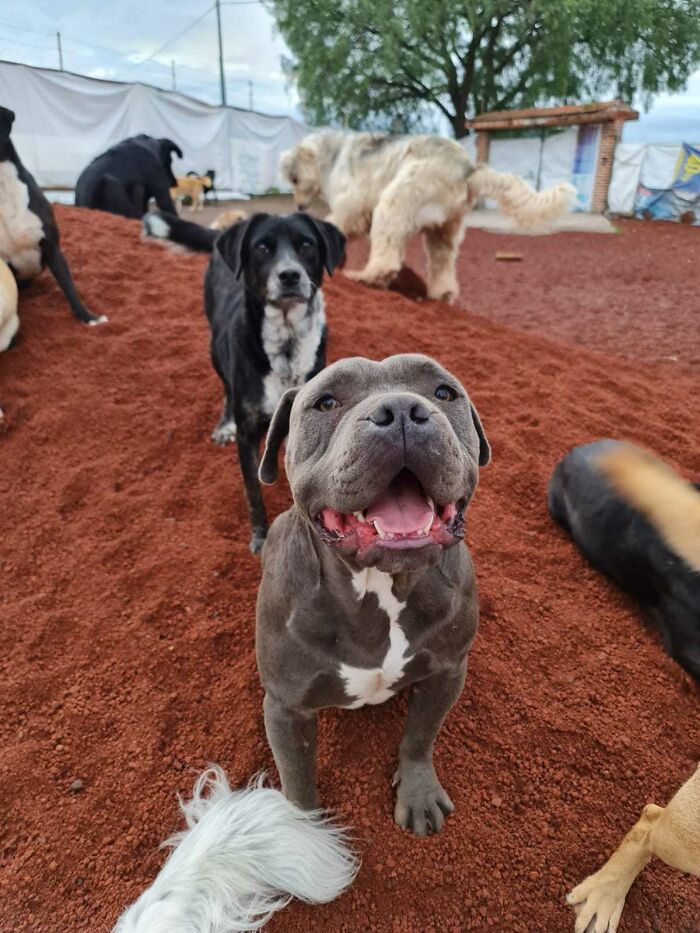 This Puppy Was Saved By A Boy&rsquo;s Letter, And Now He&rsquo;s All Grown Up And Thriving