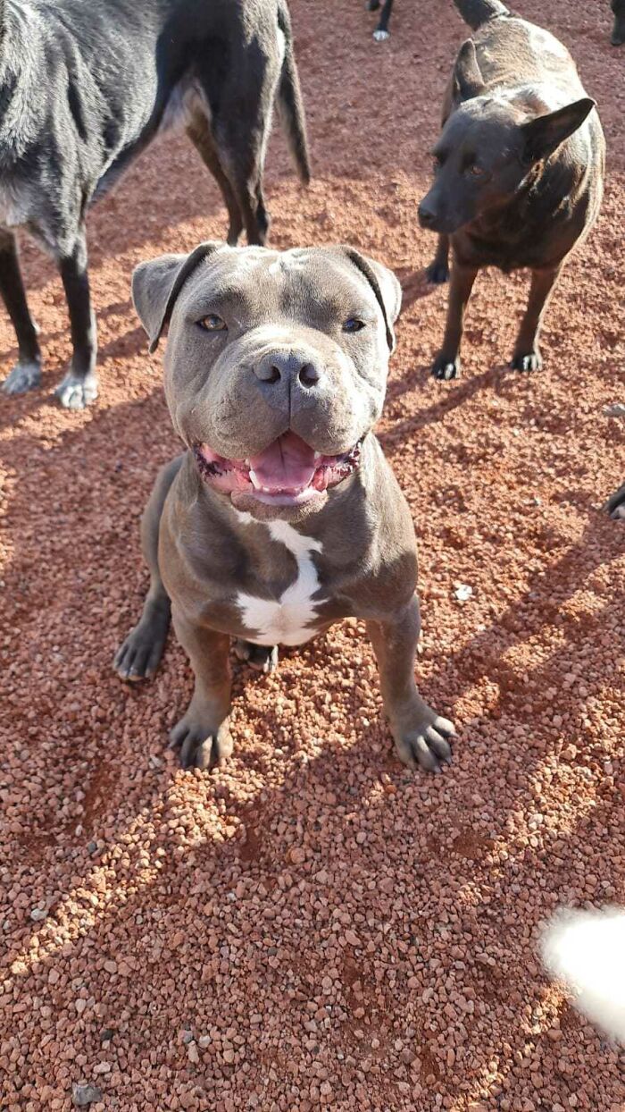 This Puppy Was Saved By A Boy&rsquo;s Letter, And Now He&rsquo;s All Grown Up And Thriving