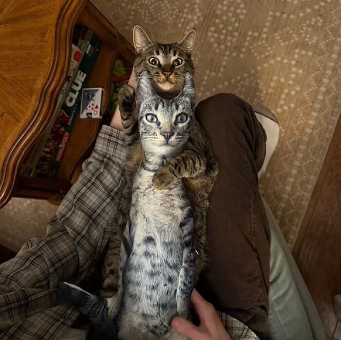 This Instagram Page Shares Cats With Serious Swag, And Here Are 65 Of The Best Pics