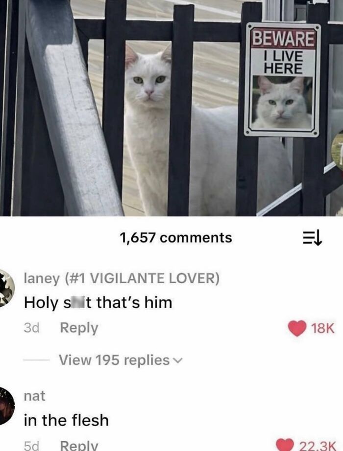 This Instagram Page Shares Cats With Serious Swag, And Here Are 65 Of The Best Pics