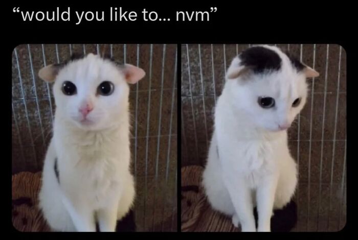 This Instagram Page Shares Cats With Serious Swag, And Here Are 65 Of The Best Pics