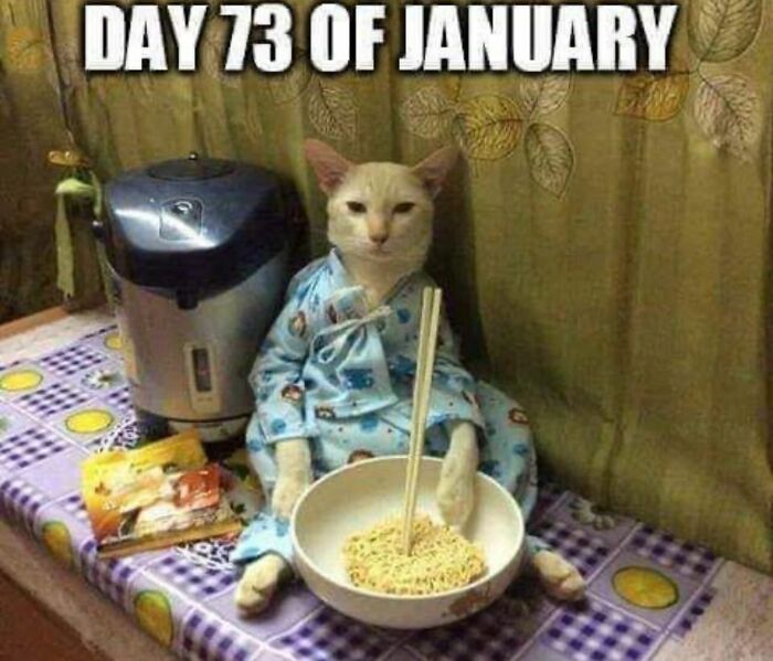 This Instagram Page Shares Cats With Serious Swag, And Here Are 65 Of The Best Pics