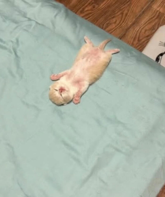 This Instagram Page Shares Cats With Serious Swag, And Here Are 65 Of The Best Pics