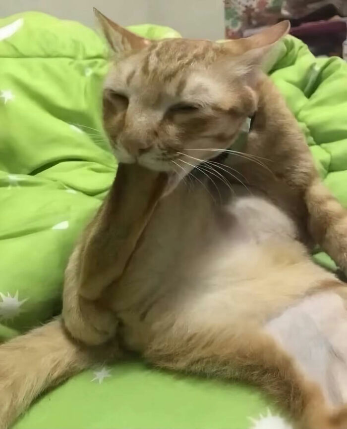 This Instagram Page Shares Cats With Serious Swag, And Here Are 65 Of The Best Pics