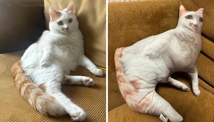 This Instagram Page Shares Cats With Serious Swag, And Here Are 65 Of The Best Pics