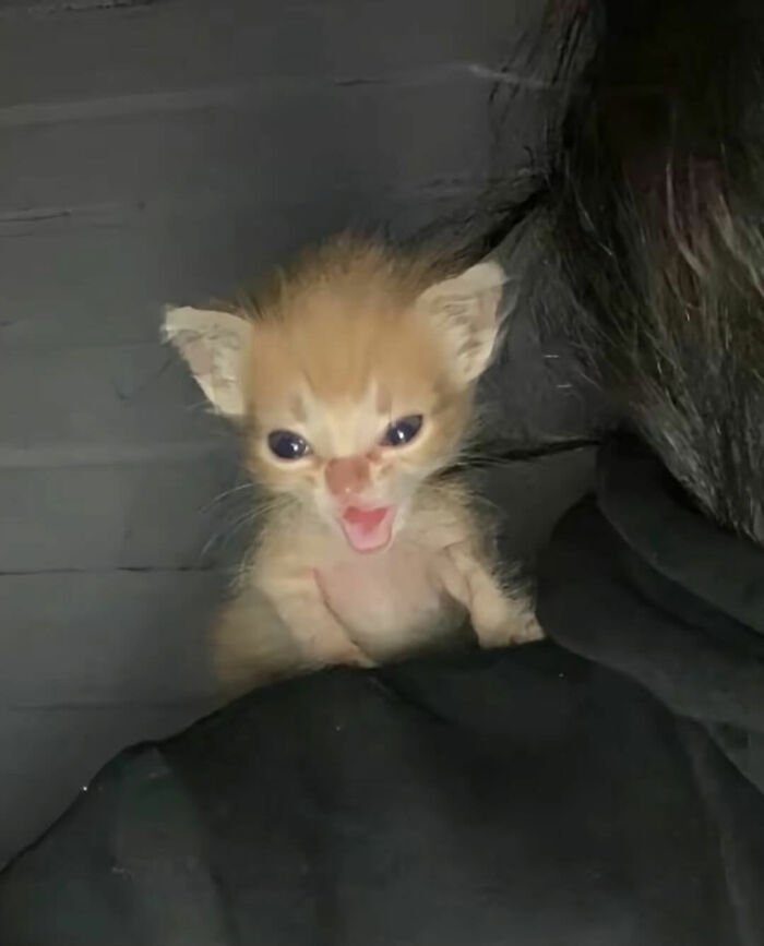 This Instagram Page Shares Cats With Serious Swag, And Here Are 65 Of The Best Pics