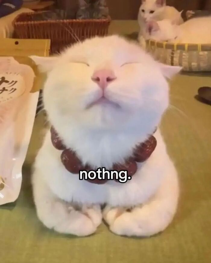 This Instagram Page Shares Cats With Serious Swag, And Here Are 65 Of The Best Pics