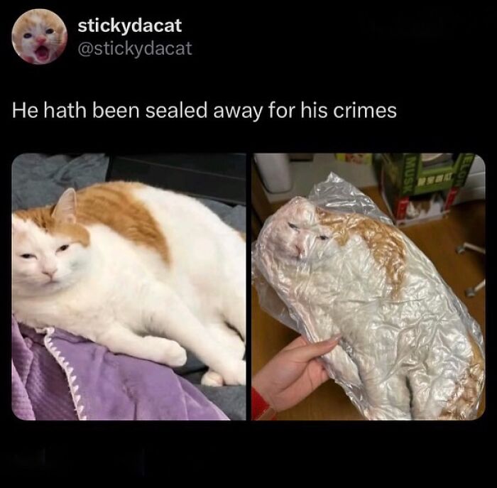 This Instagram Page Shares Cats With Serious Swag, And Here Are 65 Of The Best Pics