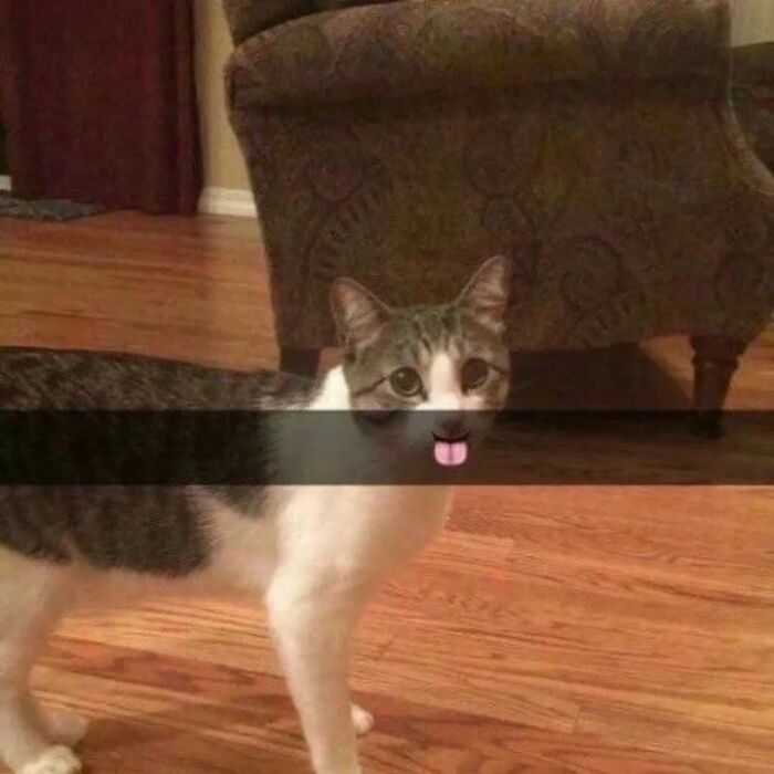 This Instagram Page Shares Cats With Serious Swag, And Here Are 65 Of The Best Pics