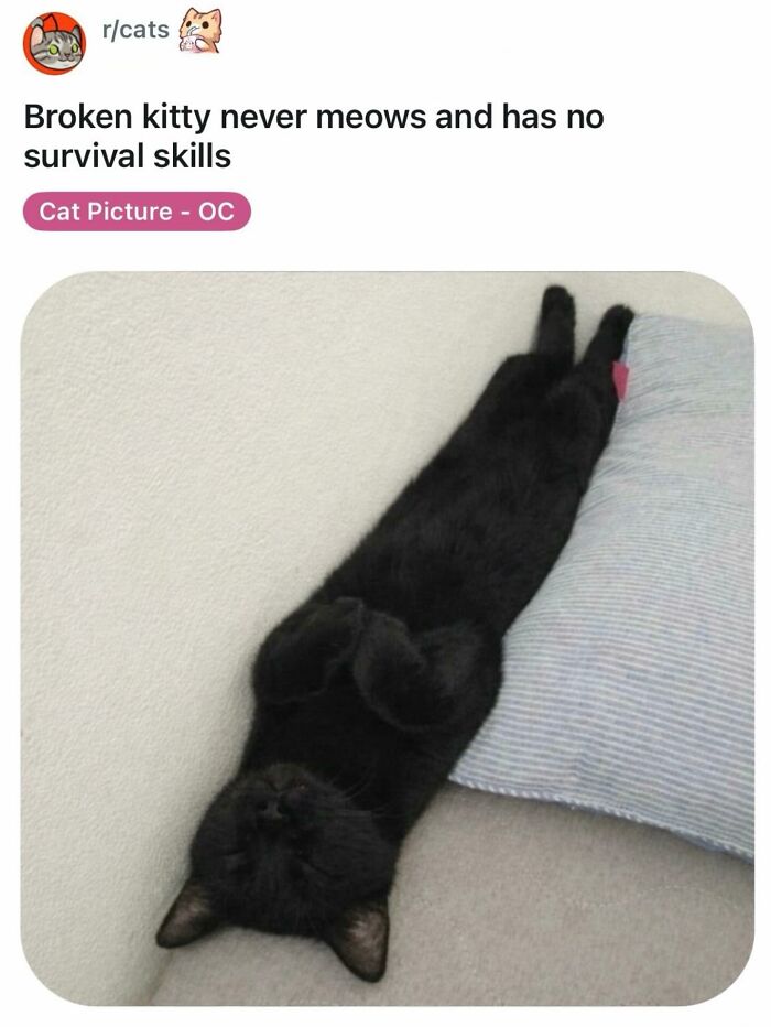 This Instagram Page Shares Cats With Serious Swag, And Here Are 65 Of The Best Pics