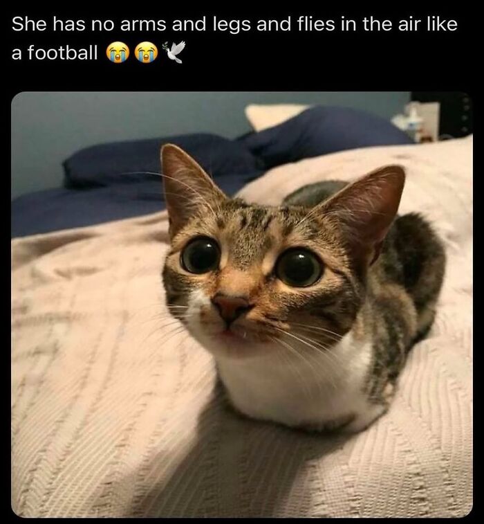 This Instagram Page Shares Cats With Serious Swag, And Here Are 65 Of The Best Pics