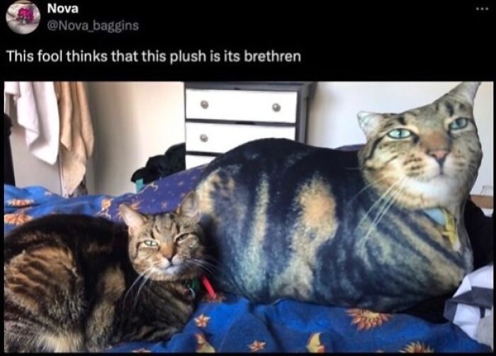 This Instagram Page Shares Cats With Serious Swag, And Here Are 65 Of The Best Pics