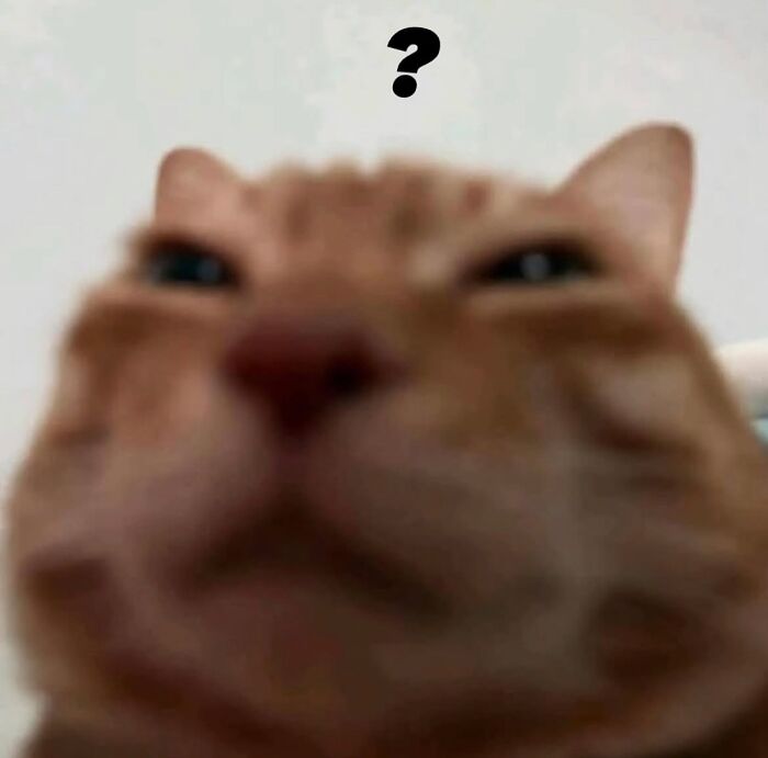 This Instagram Page Shares Cats With Serious Swag, And Here Are 65 Of The Best Pics